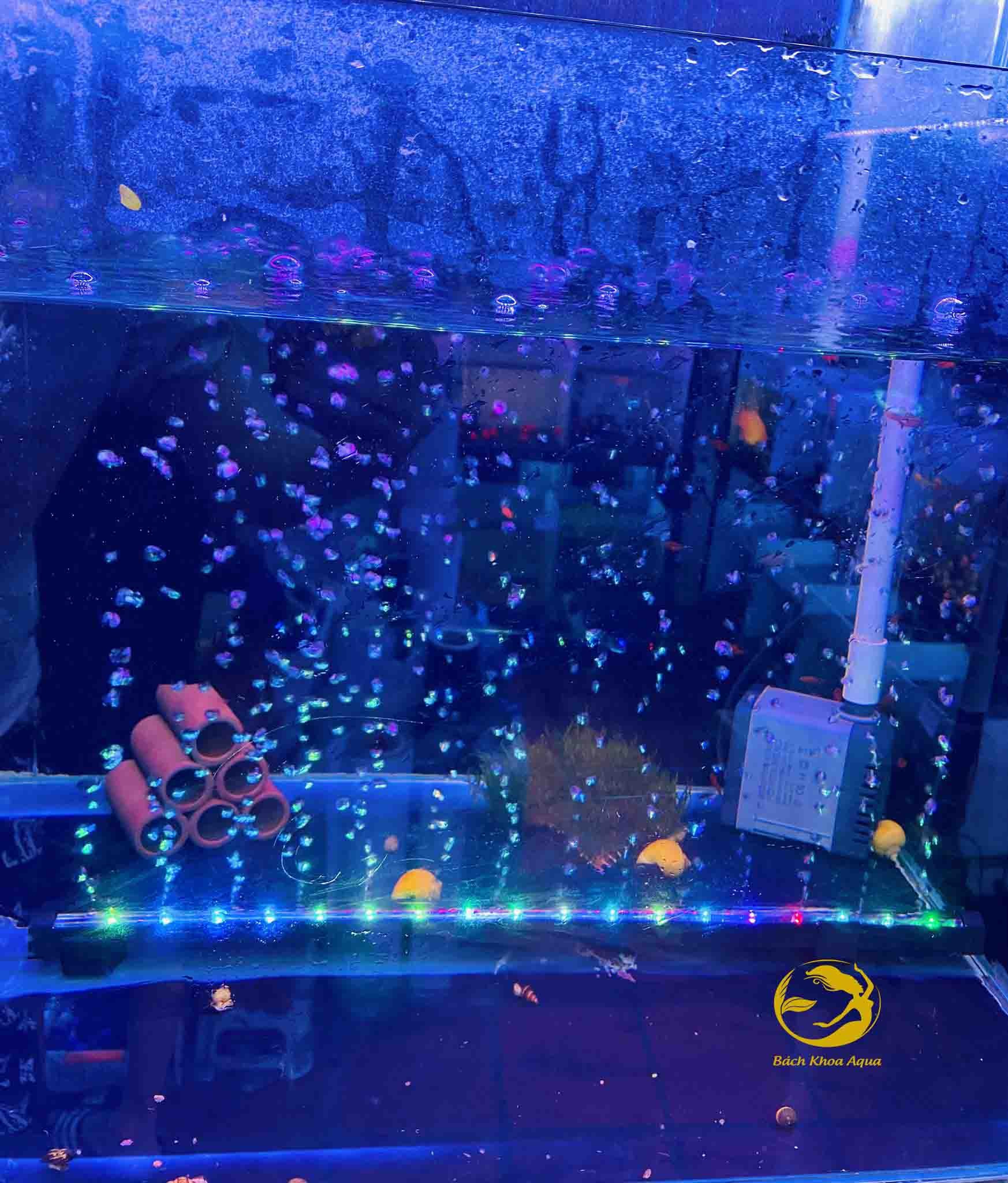 Thanh sủi kết hợp đèn Led đủ kích thước cho bể cá